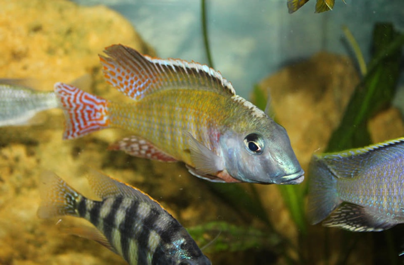 Lethrinops albus 'Kande Island'